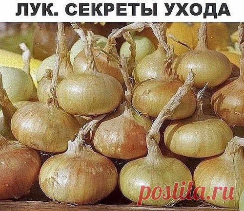 Лук. Секреты ухода и большого урожая.
