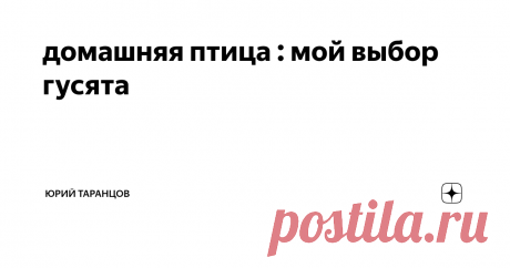 домашняя птица : мой выбор гусята Первой моей домашней птицей были куы, породы Леон Браун яичные ,купил  десяток.Пришлось построить птичник обустроить гнезда.
В загоне был постоянный крик шум, драки. куры дрались как бойцовые петухи. обратился к родственникам живущим в деревне с вопросом, что делать? Ответ был категоричен: нужен петух. На мои возражения, что мне не нужны цыплята , мне было предложено на выбор: или я ежедневно