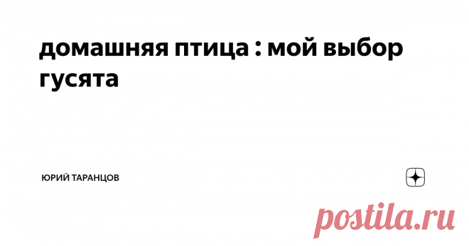 домашняя птица : мой выбор гусята Первой моей домашней птицей были куы, породы Леон Браун яичные ,купил  десяток.Пришлось построить птичник обустроить гнезда.
В загоне был постоянный крик шум, драки. куры дрались как бойцовые петухи. обратился к родственникам живущим в деревне с вопросом, что делать? Ответ был категоричен: нужен петух. На мои возражения, что мне не нужны цыплята , мне было предложено на выбор: или я ежедневно