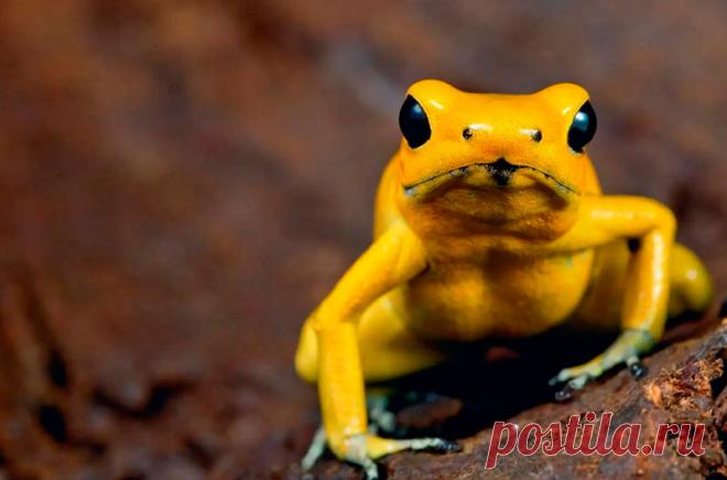 10 самых опасных живых существ нашей планеты