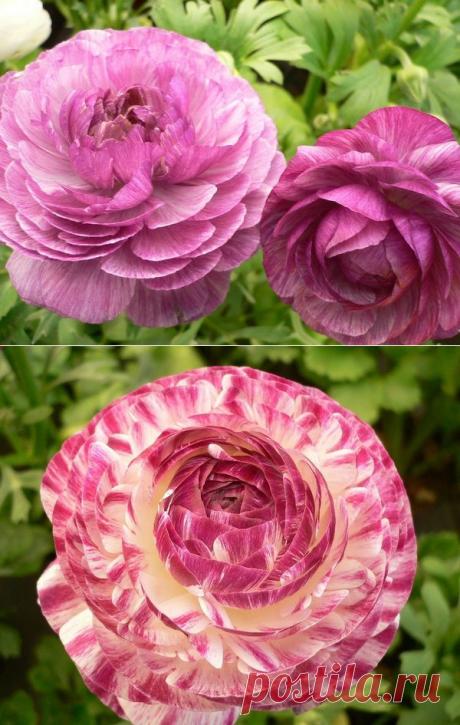 Ранункулюс (садовый лютик) | Самоцветик