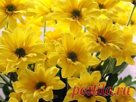 цветотерапия цветы: 5 тыс изображений найдено в Яндекс.Картинках