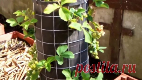 Небольшой где огород, клубника там столбом растет. Делаем вертикальные грядки для клубники