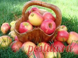 Яблоки - Полезные свойства яблок и его калорийность