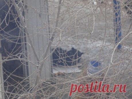 ОТКРОЙ СЕРДЦЕ - ВОЛОНТЕРЫ В ЗАЩИТУ ЖИВОТНЫХ