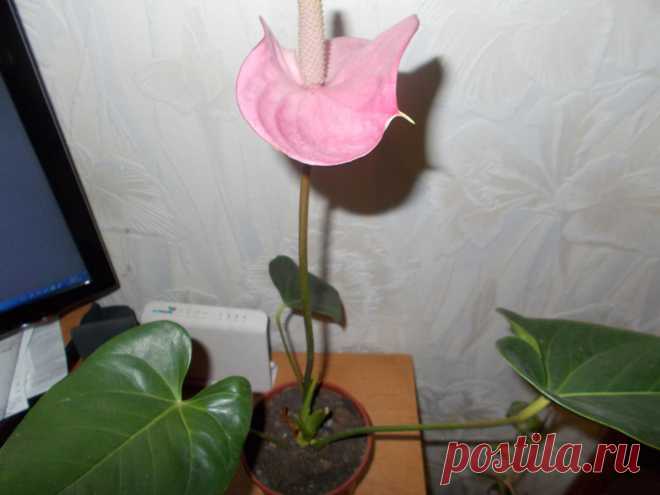 Одноклассники