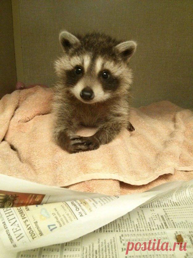 20 милейших енотов, которые никого не оставят равнодушными / Питомцы