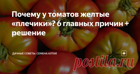 Почему у томатов желтые «плечики»? 6 главных причин + решение Ожидание каждого дачника – красные, ровные, спелые томаты. Однако часто вместо плодов ровного цвета, помидоры примеряют на себя желтые «плечики». Дачники часто грешат на сорт и семена. Разбираемся, в чем главная причина такой окраски плодов?