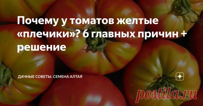 Почему у томатов желтые «плечики»? 6 главных причин + решение Ожидание каждого дачника – красные, ровные, спелые томаты. Однако часто вместо плодов ровного цвета, помидоры примеряют на себя желтые «плечики». Дачники часто грешат на сорт и семена. Разбираемся, в чем главная причина такой окраски плодов?