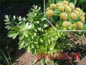 ЦЕЛЕБНЫЕ СВОЙСТВА ЛЮБИСТКА