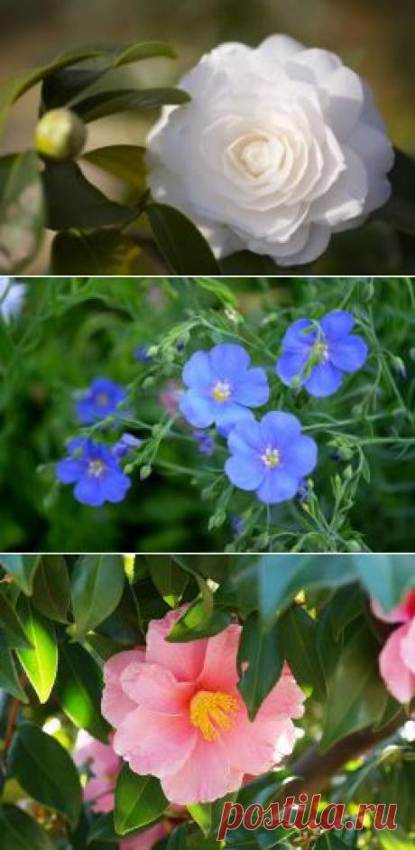 Цветы Обои для рабочего стола, (36270 фото) cкачать бесплатно обои картинки заставки на рабочий стол
Лучшие обои для рабочего стола, качественные обои с природой, широкоэкранные обои с девушками, 3d обои, ежедневное обновление, возможность скачать обои Самый большой архив wallpapers в рунете.