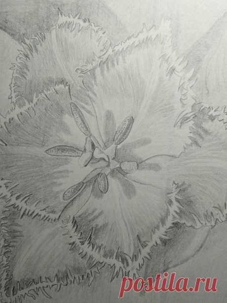 Тюльпан , работа Рашкована Александра