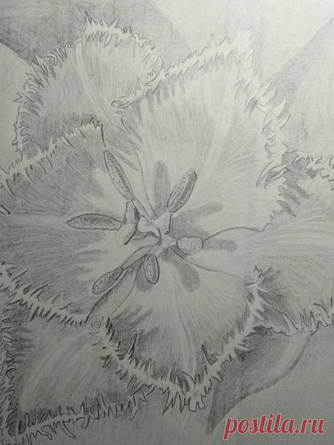 Тюльпан , работа Рашкована Александра