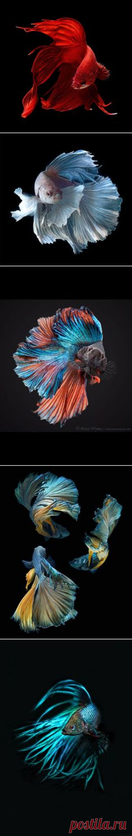 (818) Crown Tail #Fish #Beta | Fishes