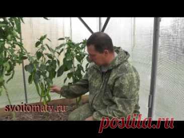 выращивание острого перца