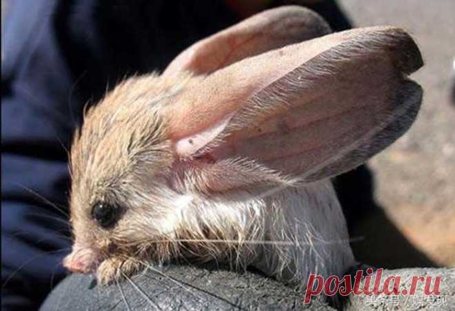 20 самых странных и необычных животных нашей планеты, которых вы точно не видели - Длинноухий тушканчик