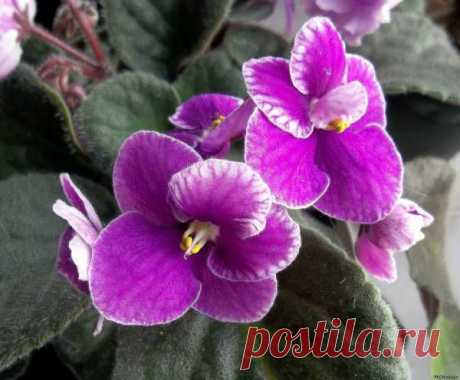 Carnival (Tinari) - Зарубежная селекция - Каталог фиалок - Фиалки. г.Даугавпилс