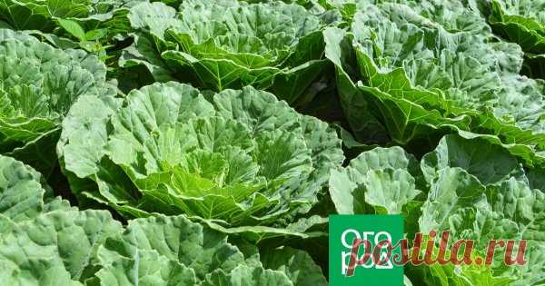 Почему не завязываются кочаны на капусте и как это исправить? Капуста не очень простой в выращивании овощ. Проблем с ней бывает много: то корень сгниет, то гусеницы или слизни поедят, то листья пожелтеют. Однако и абсолютно здоровая рассада может заставить дачника запаниковать. Причина – отсутствие кочанов.