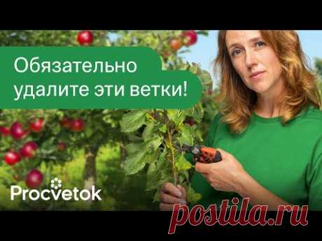 НЕ ОПОЗДАЙТЕ С ЛЕТНЕЙ ОБРЕЗКОЙ ПЛОДОВЫХ - урожая больше, а крона меньше! Когда, как и зачем