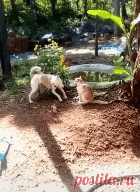 When doggo knows kung fu,funny GIFs When doggo knows kung fu, Find More funny GIFs on GIF-VIF