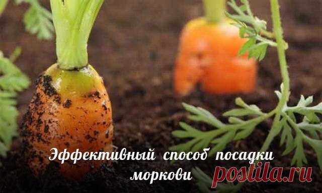 Эффективный способ посадки моркови. Прореживать морковь не нужно!