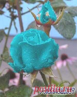 РОЗЫ | 3 081 фотография