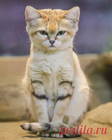 Барханный кот