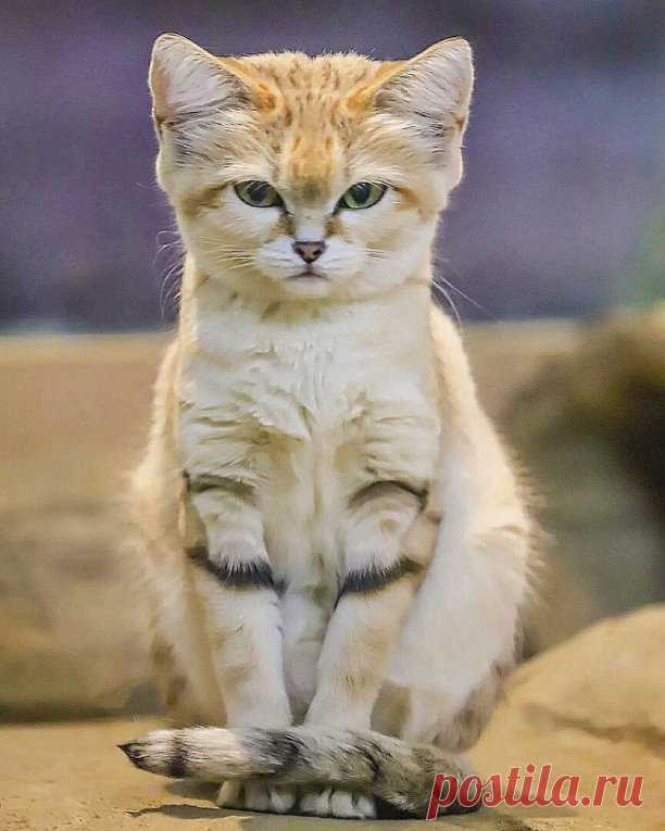 Барханный кот