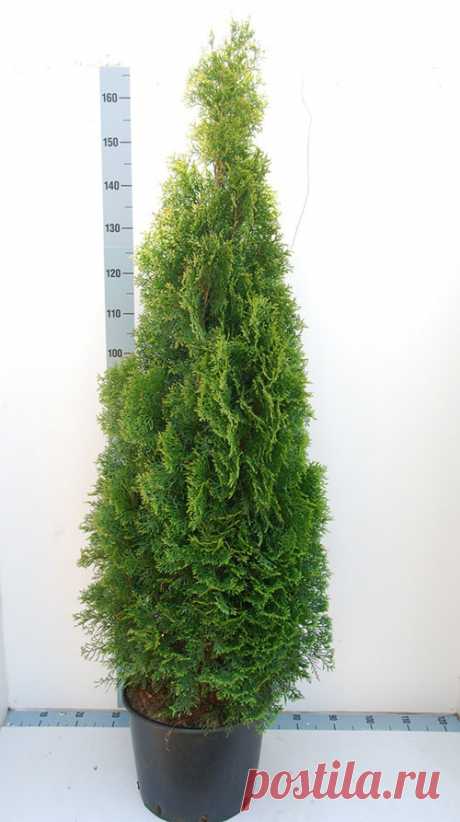 Туя западная Смарагд - описание, посадка и уход, высота взрослого растения, болезни, фото растений в ландшафтном дизайне, видео