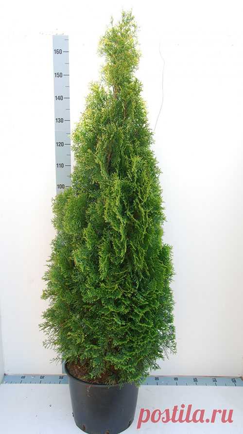 Туя западная Смарагд - описание, посадка и уход, высота взрослого растения, болезни, фото растений в ландшафтном дизайне, видео
