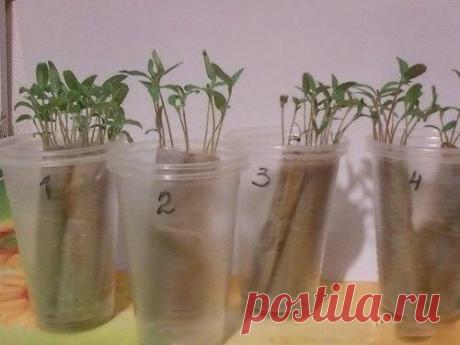 Выращиваем рассаду без земли, на полоске из целлофанового пакета