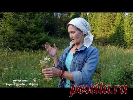 КАКИЕ ТРАВЫ СОБИРАЮТ ИЮЛЬ - АВГУСТ /КАКИЕ ТРАВЫ ОТПУГНУТ МУХ