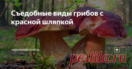 Съедобные виды грибов с красной шляпкой В природе можно встретить огромное количество грибов с красной шляпкой. Практически все они имеют достаточно привлекательный вид, но неопытный грибник должен знать, что многие из них таят большую опасность. Чтобы не нарваться на ядовитых и несъедобных представителей, нужно знать их основные отличительные особенности.
