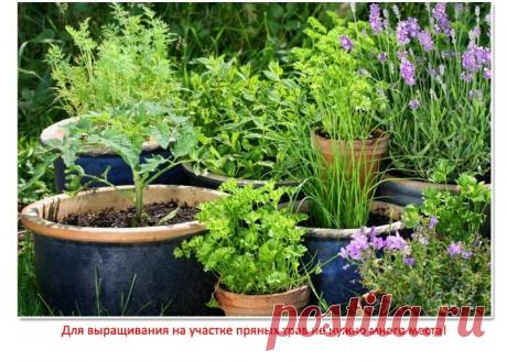 В магазине такое не купишь: 9 трав, которые стоит вырастить на огороде для заваривания вкусного и полезного чая | Семья из Сызрани |