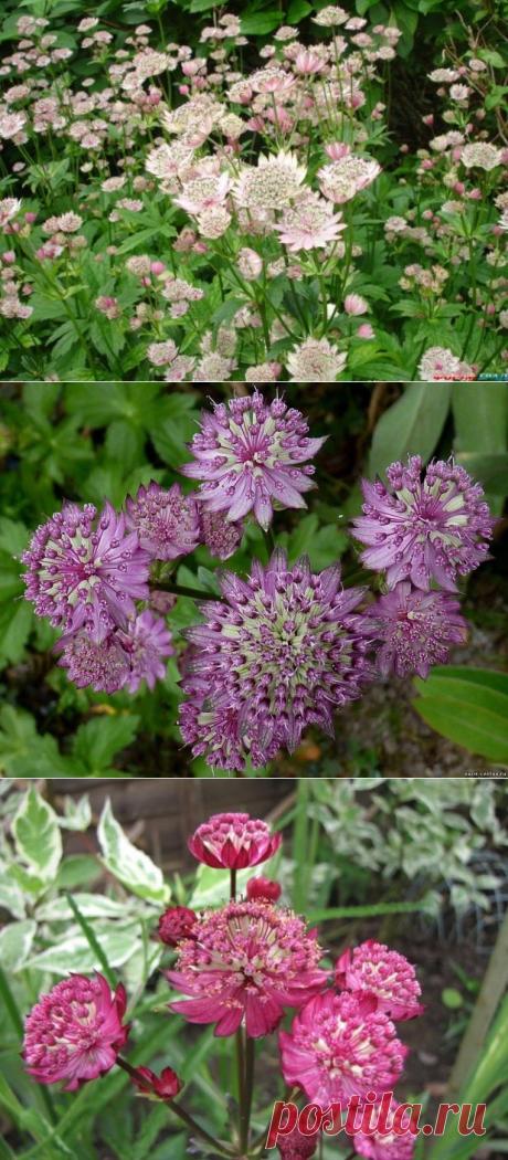 Астранция крупная (Astrantia major) - Садоводка