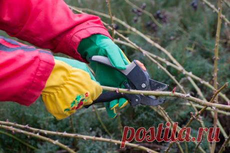 Готовим розы к зиме! 13 полезных советов для садоводов...