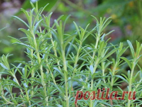 Розмарин лекарственный (Rosmarius officinalis L.).