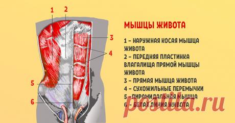 Пилатес для начинающих в домашних условиях