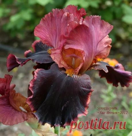 Strozzapreti', 1999 Irises Ирисы, Цветок, Цветы в Яндекс.Коллекциях