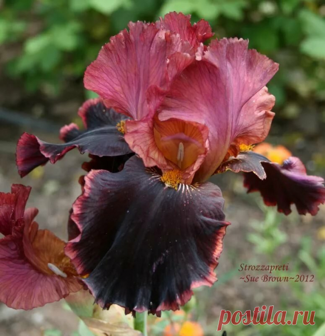 Strozzapreti', 1999 Irises Ирисы, Цветок, Цветы в Яндекс.Коллекциях