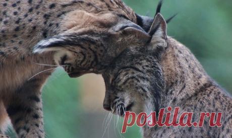 Дикие кошки, которых так и хочется забрать себе домой! | Ололо - смешные картинки и веселые истории