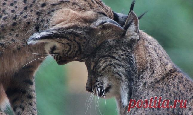 Дикие кошки, которых так и хочется забрать себе домой! | Ололо - смешные картинки и веселые истории