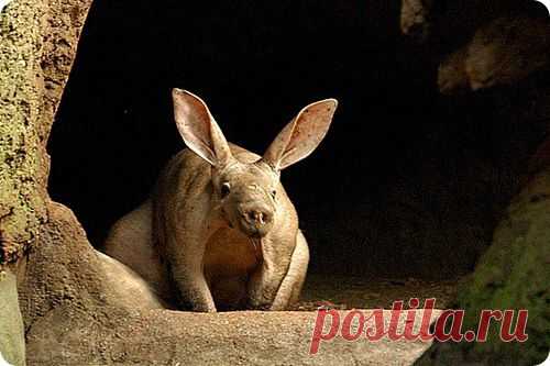 Редкие и удивительные животные планеты Земля |  ТРУБКОЗУБ -  земляная свинья