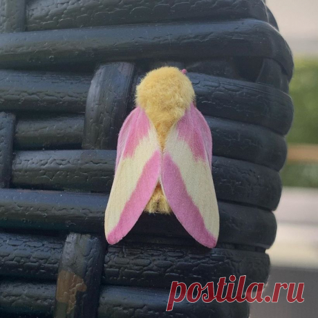 13 животных с уникальным окрасом, при виде которых так и хочется сказать «Ух ты!»
