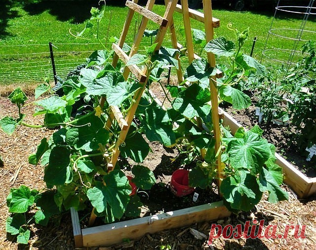 ФОРМИРОВАНИЕ ОГУРЦА, КАБАЧКА И ТЫКВЫ. ПРИЩИПЫВАНИЕ

Сформированный куст огурца на шпалере.

Прищипывание огурцов в открытом грунте

В домашних условиях огурцы лучше выращивать на шпалере или специальной сетке. Для новичков огородников очень важно знать, нужно ли проводить прищипку или нет. На вертикально расположенных побегах необходимость выполнения приема видна лучше.

Правила формирование куста огурцов:
Формирование 7-8 листьев на центральном побеге без появления боковы...