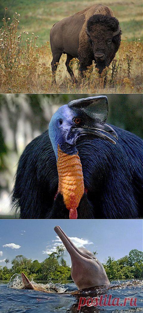 Самые редкие животные мира | ТАЙНЫ  ПЛАНЕТЫ  ЗЕМЛЯ