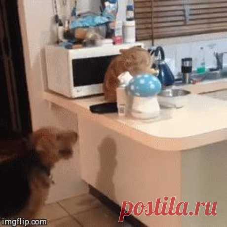 Отстань, кобель!