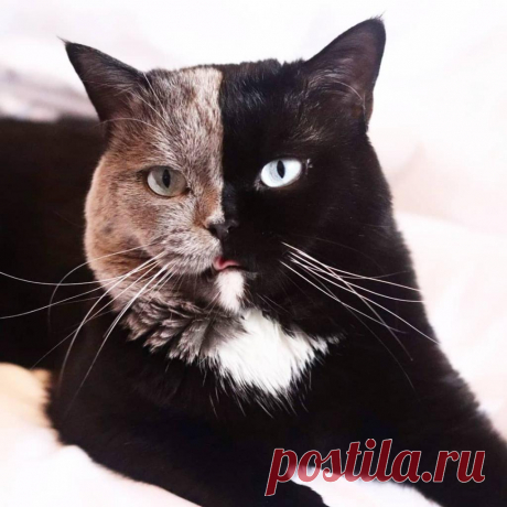Животные, при создании которых природа решила удивить всех