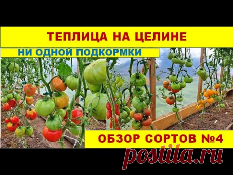 Без подкормок. Теплица на целине. Результат на 11 августа. Выводы. Обзор сортов №4