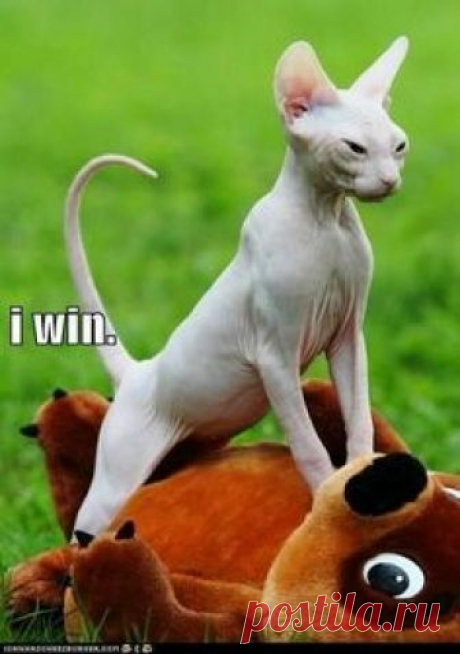 Sphynx Kitty